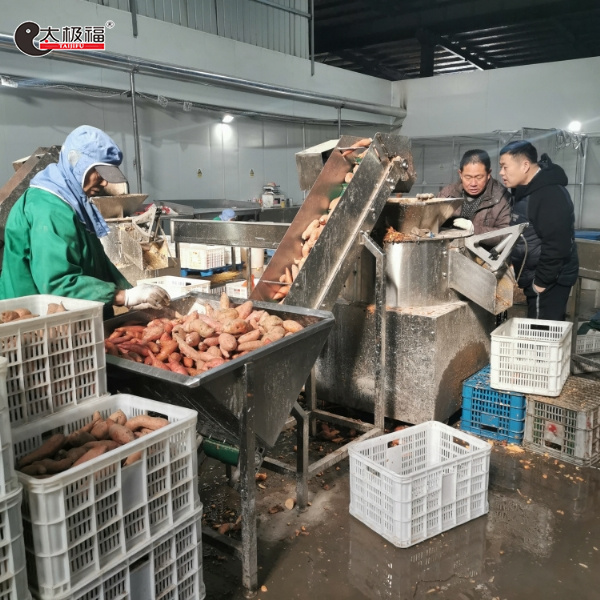 红薯去皮机工作实例